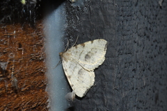Macaria evagaria