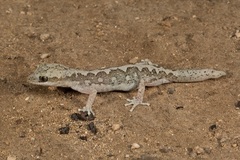Diplodactylus calcicolus
