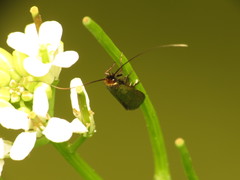 Cauchas rufimitrella