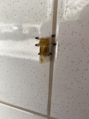 Megalopyge bissesa
