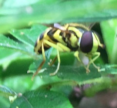 Xanthogramma flavipes