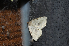 Macaria evagaria