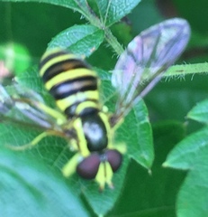 Xanthogramma flavipes