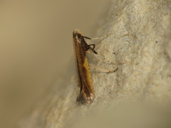 Caloptilia azaleella