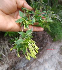 Bouvardia multiflora