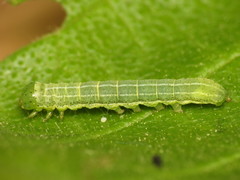 Cosmia trapezina