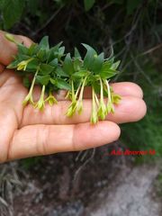 Bouvardia multiflora