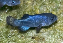 Devil's Hole Pupfish photo 3