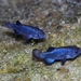 Devils Hole Pupfish - Photo 
Olin Feuerbacher / USFWS, no known copyright restrictions (public domain)