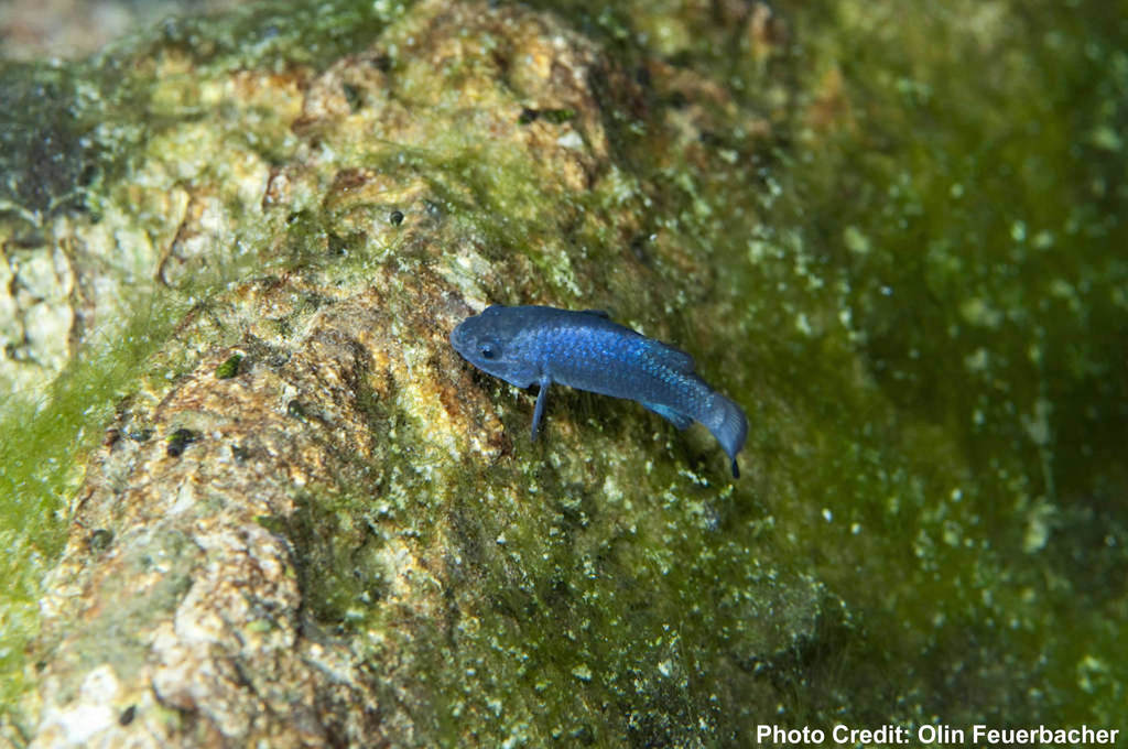 Devil's Hole Pupfish