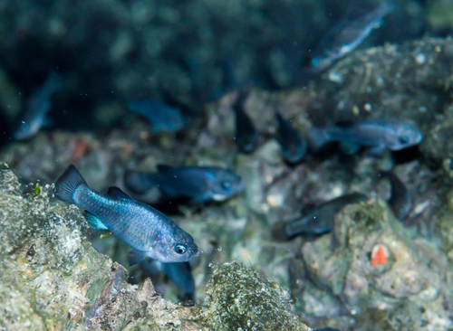 Devils Hole Pupfish