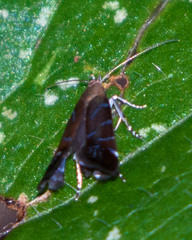 Strobisia proserpinella