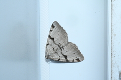 Macaria bitactata