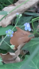 Omphalodes nitida