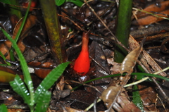 Aframomum angustifolium