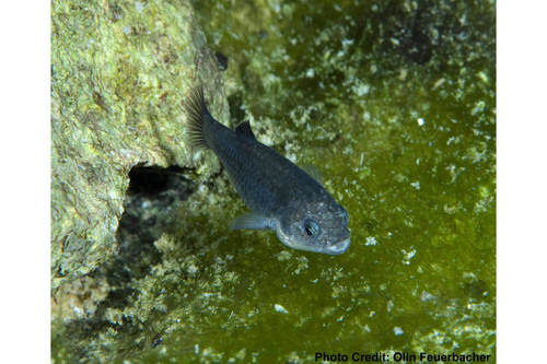 Devils Hole Pupfish