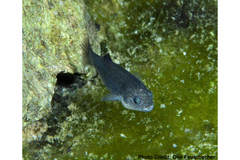Devil's Hole Pupfish photo 5