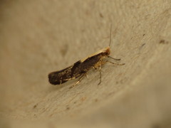 Argyresthia conjugella