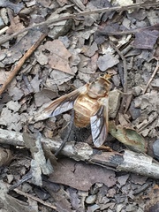 Goniops chrysocoma