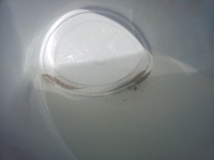 Microlipophrys adriaticus