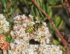 Eucerceris provancheri