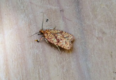 Agonopterix robiniella