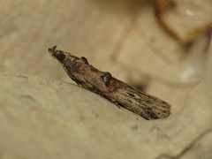 Nephopterix angustella