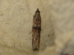 Nephopterix angustella