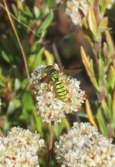 Eucerceris provancheri