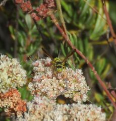 Eucerceris provancheri