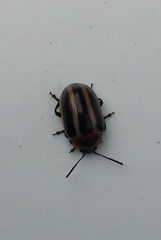 Calligrapha californica