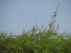 Coracias abyssinicus