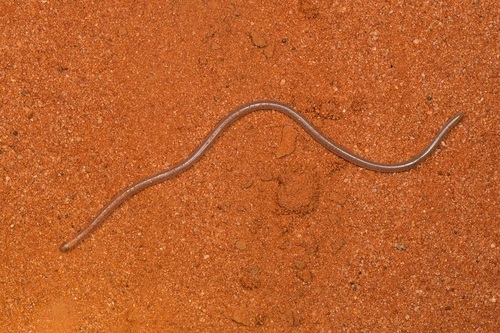 Interior Blind Snake