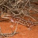 Southern Sandplain Gecko - Photo (c) dhfischer, some rights reserved (CC BY-NC), uploaded by dhfischer