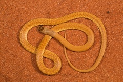 Pseudonaja mengdeni