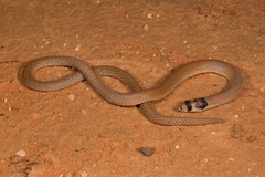 Pygopus nigriceps