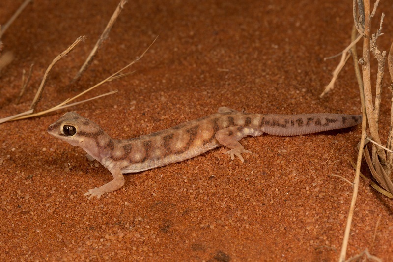 Eyre Basin Beaked Gecko