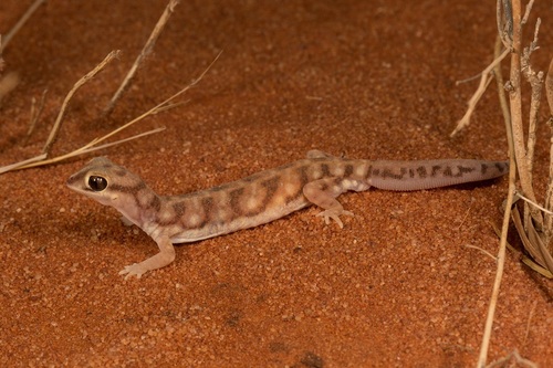 Eyre Basin Beaked Gecko