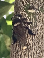 Mallophora fautrix