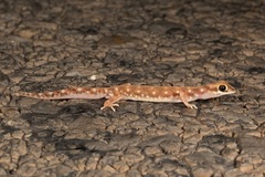 Rhynchoedura eyrensis