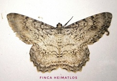 Epimecis marcida