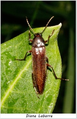 Enchodes sericea