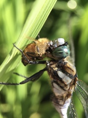Orthetrum albistylum