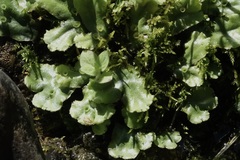 Marchantia polymorpha montivagans