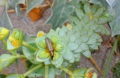 Stenostoma rostratum