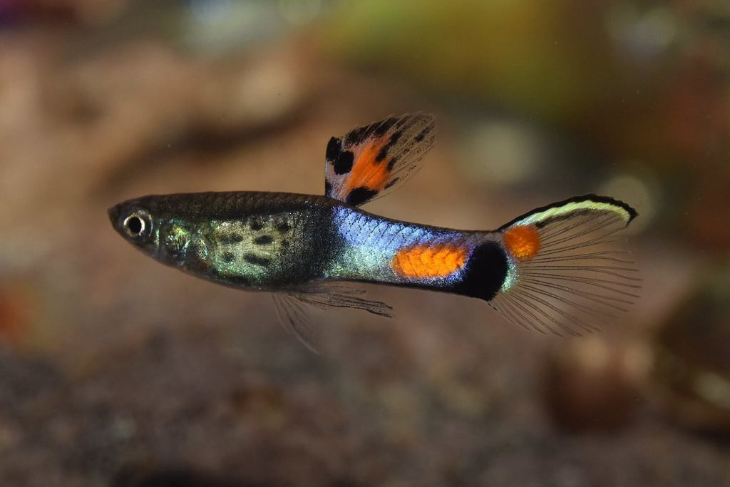 Campoma Guppy