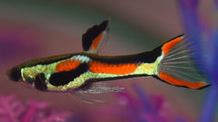 Campoma Guppy photo 2