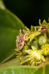 Lophoscutus