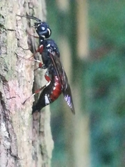 Xiphydria prolongata