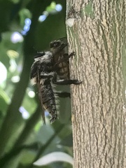 Mallophora fautrix